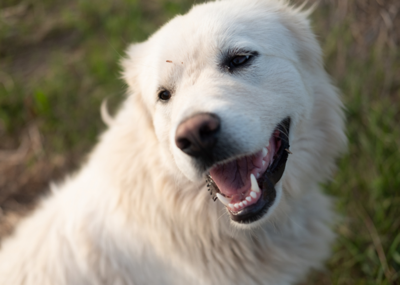 Answer: Dog breed #33