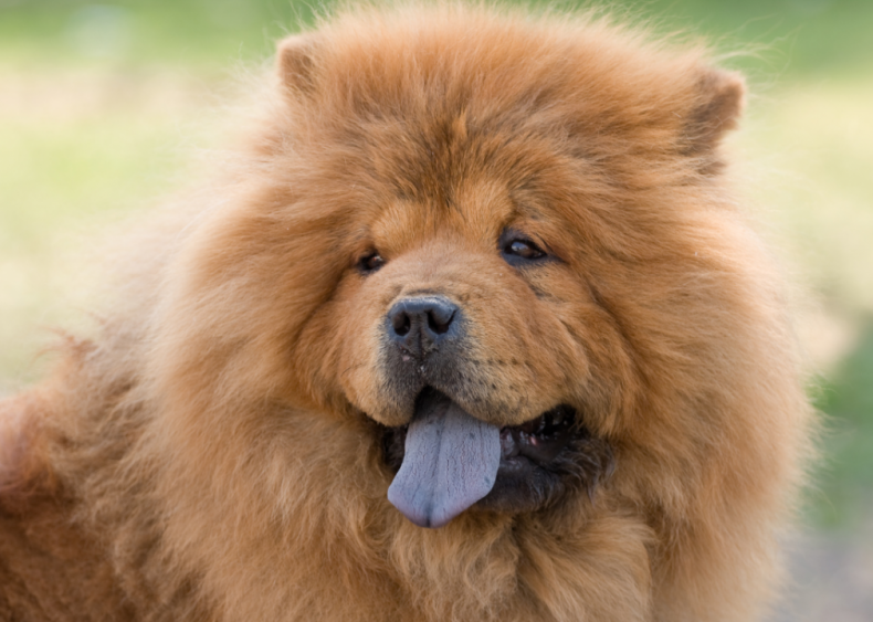 Clue: Dog breed #34