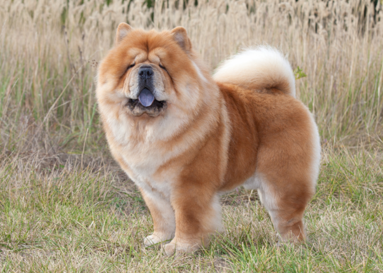 Answer: Dog breed #34