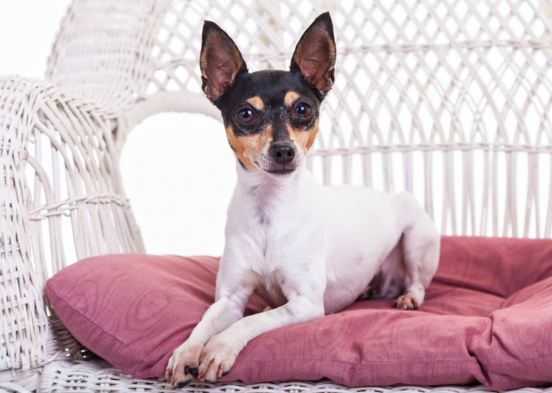 Clue: Dog breed #35
