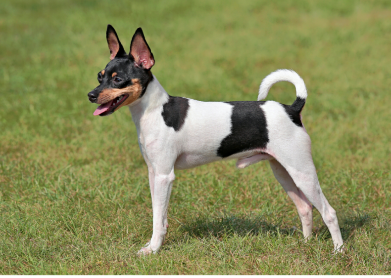 Answer: Dog breed #35