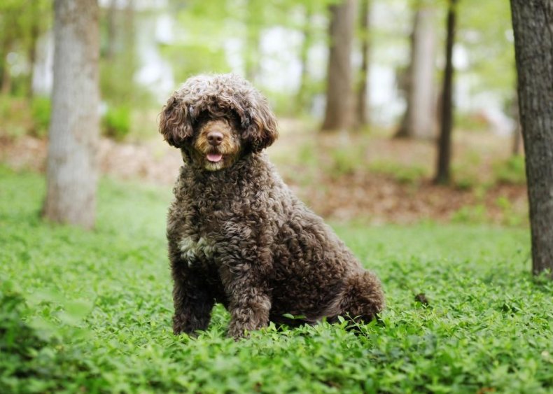 Clue: Dog breed #36