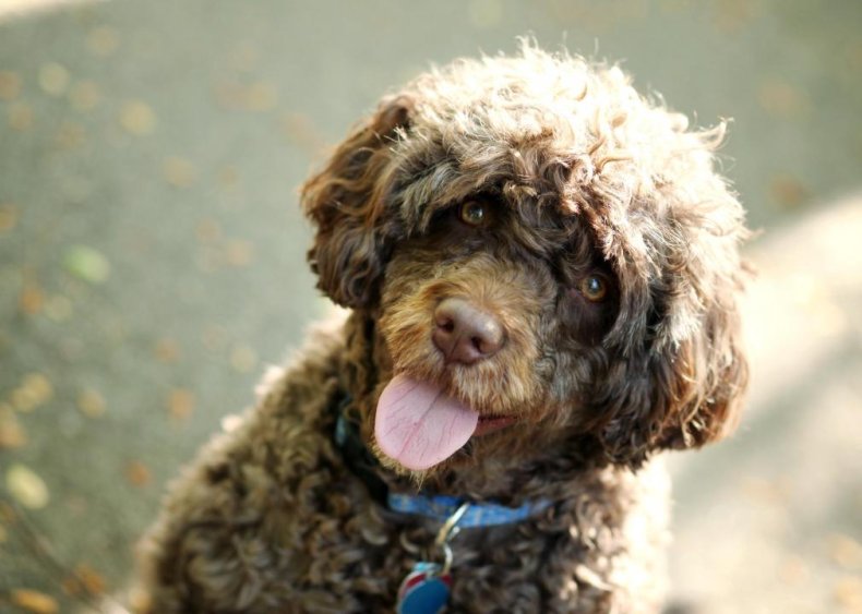Answer: Dog breed #36