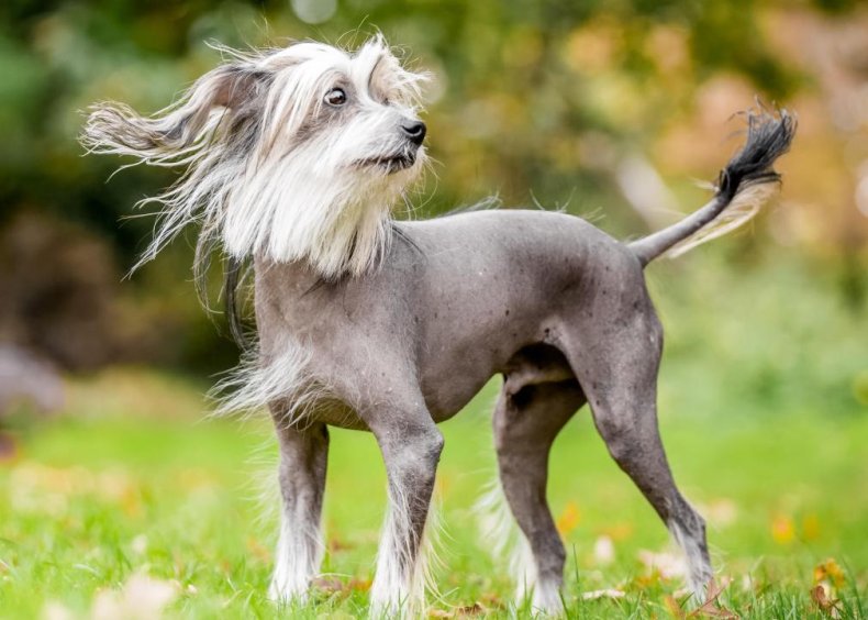 Clue: Dog breed #37