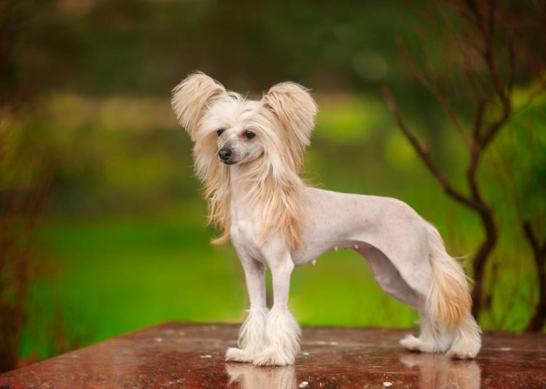 Answer: Dog breed #37