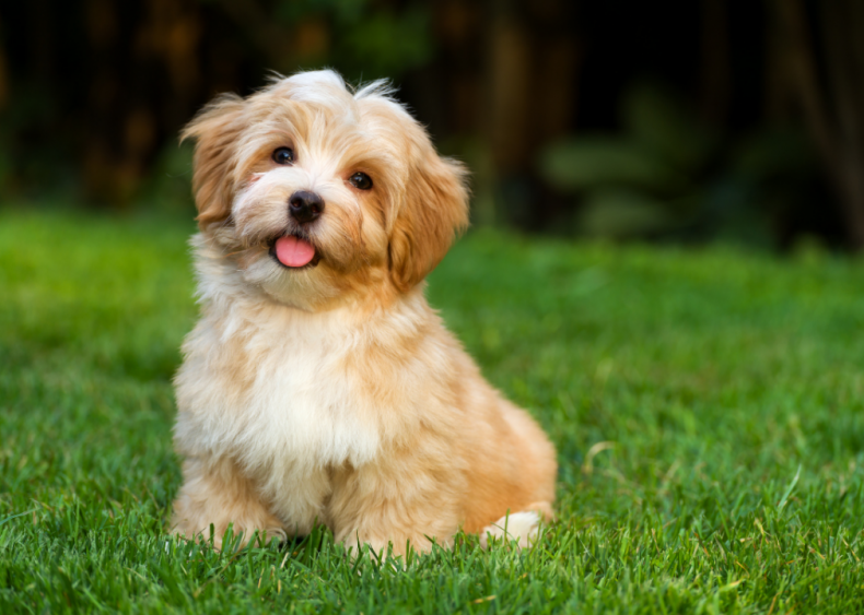 Clue: Dog breed #38