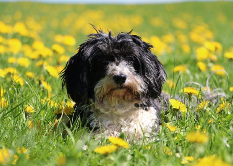 Answer: Dog breed #38
