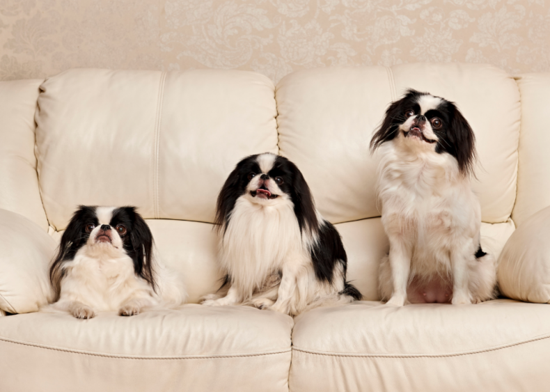 Answer: Dog breed #39
