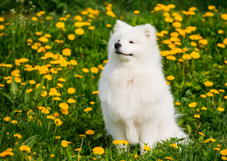 Clue: Dog breed #40