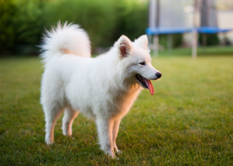 Answer: Dog breed #40