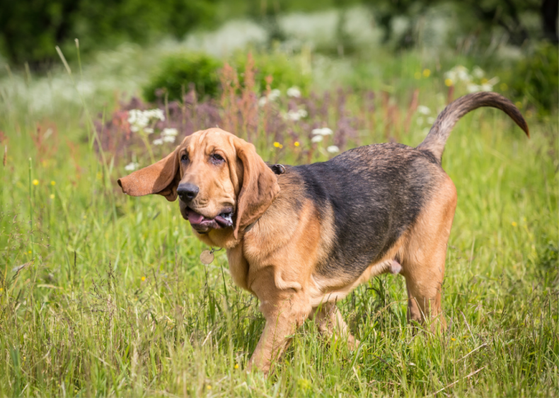 Clue: Dog breed #41