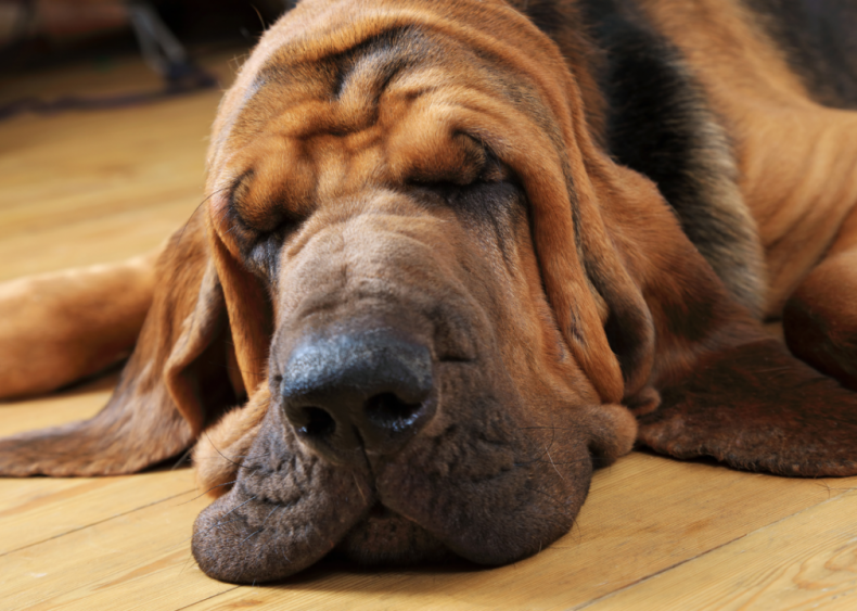 Answer: Dog breed #41