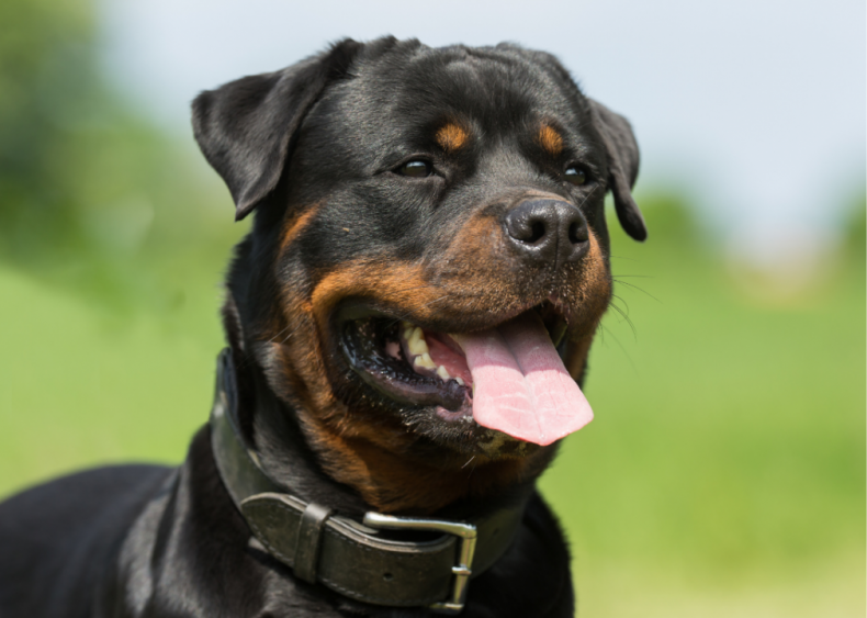 Clue: Dog breed #42
