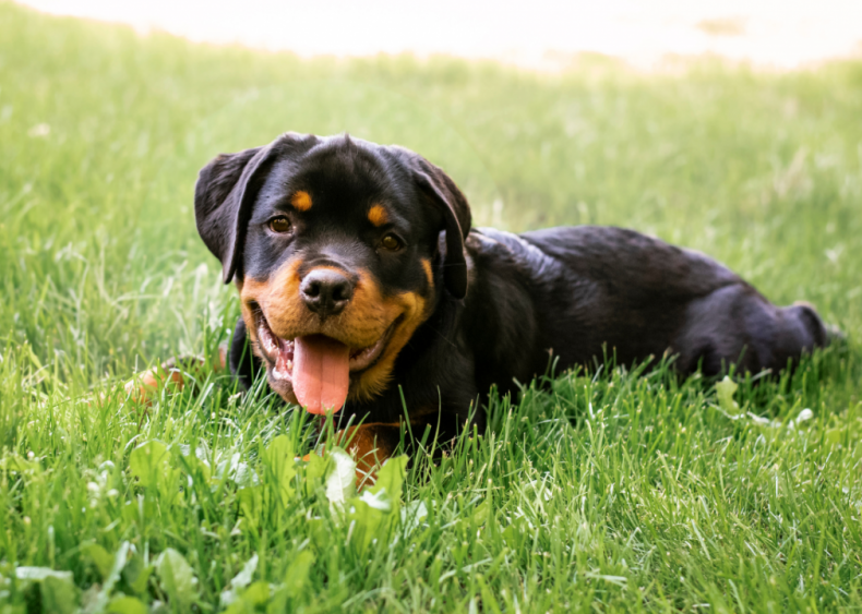 Answer: Dog breed #42