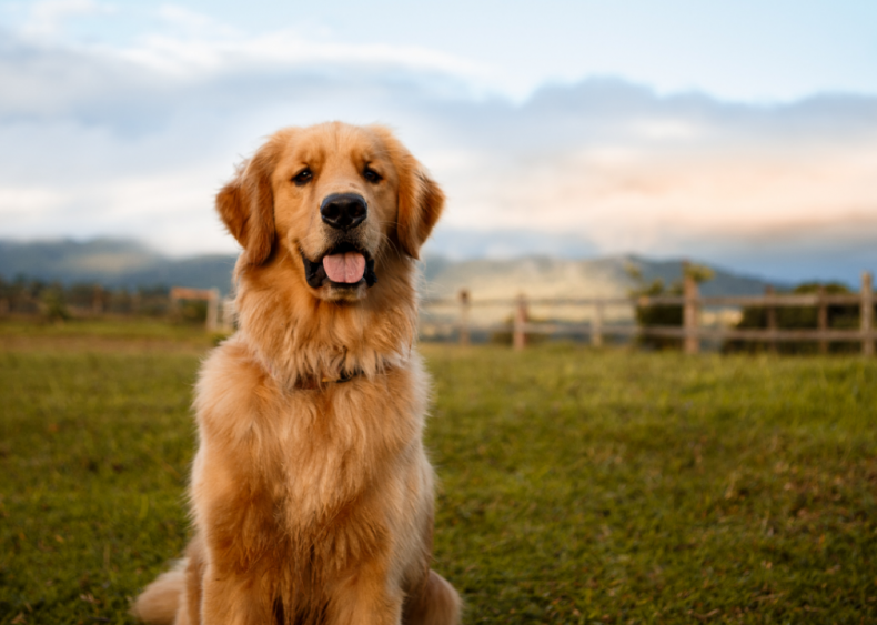 Clue: Dog breed #43
