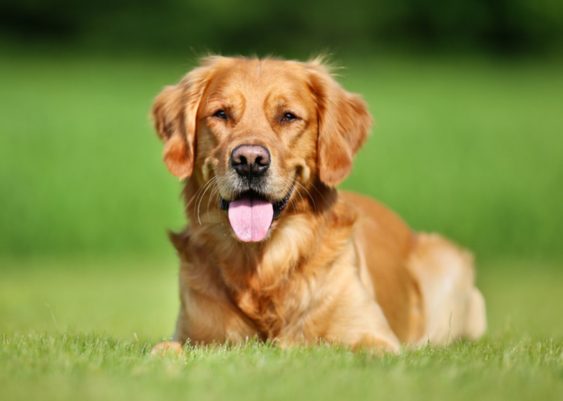 Answer: Dog breed #43
