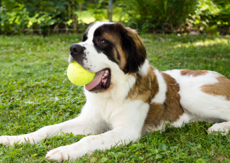 Clue: Dog breed #44