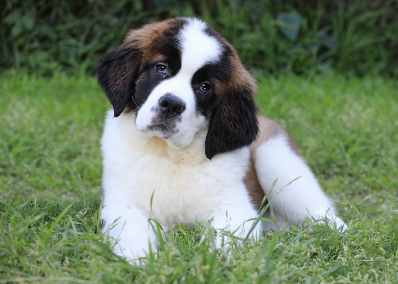 Answer: Dog breed #44