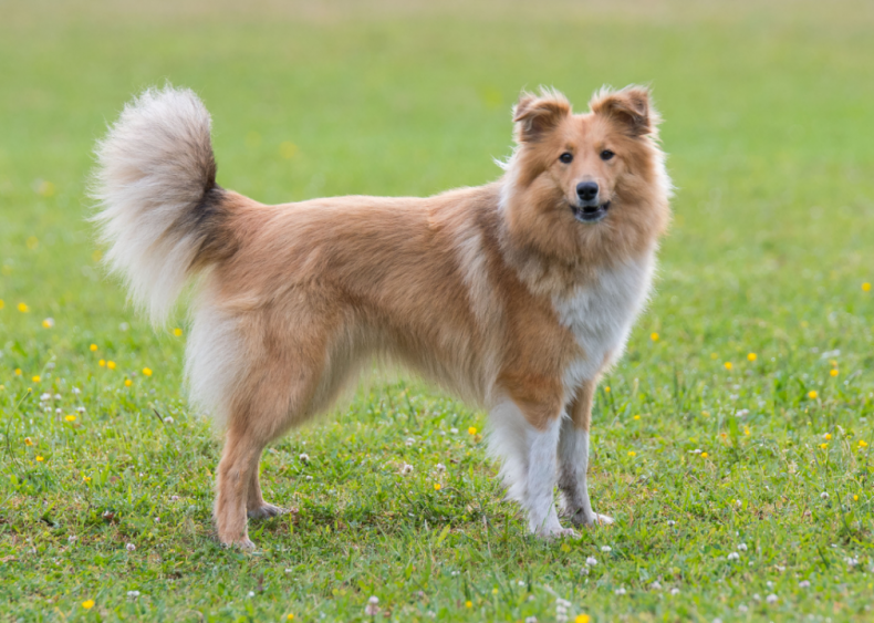 Clue: Dog breed #45