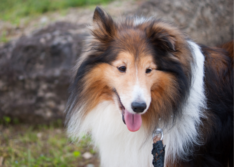 Answer: Dog breed #45