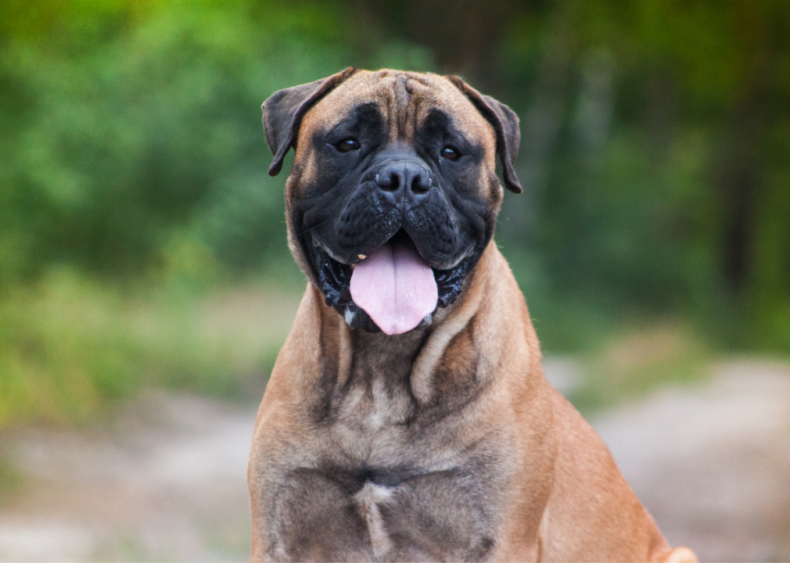 Clue: Dog breed #46