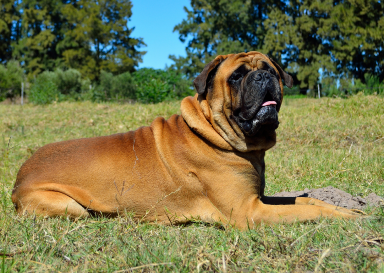 Answer: Dog breed #46