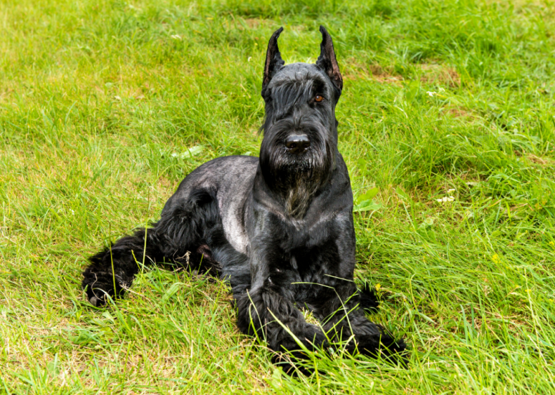 Clue: Dog breed #47