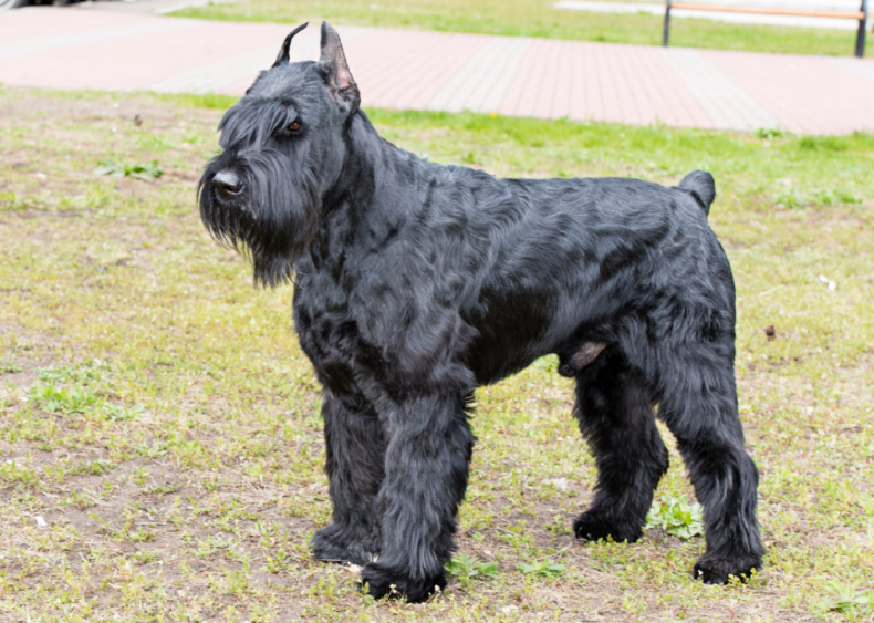 Answer: Dog breed #47