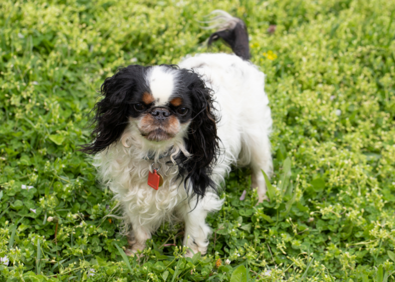 Clue: Dog breed #48