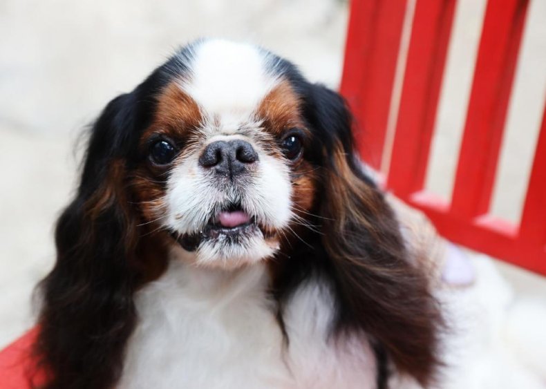 Answer: Dog breed #48