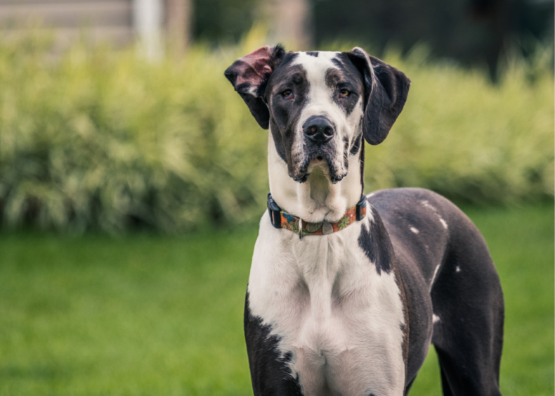 Clue: Dog breed #49