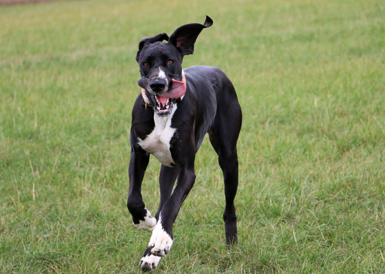 Answer: Dog breed #49