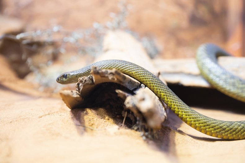 Tiger Snake Tiger Snake