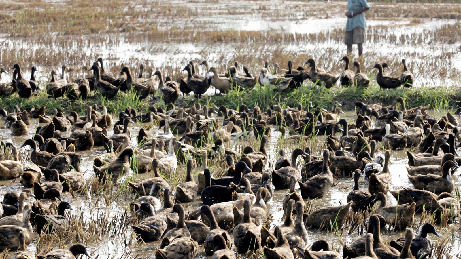 Watch This Army of Ducks Help a Farmer in Need