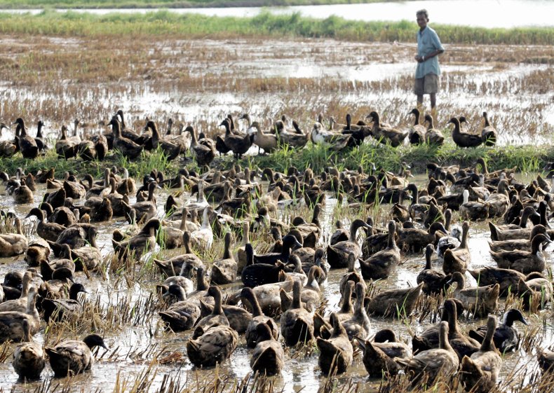 ducks-thailand