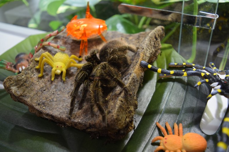 Tarantula 5