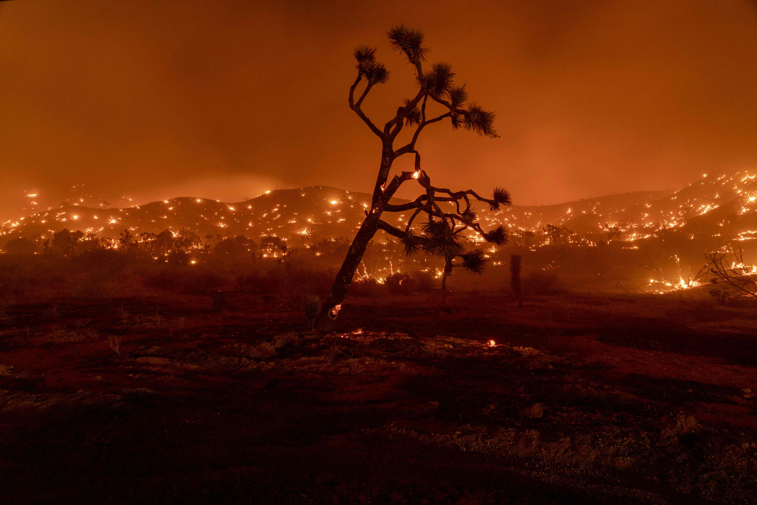 Burned ones. Сухое дерево Лос Анджелес. Harry Burns Trees.