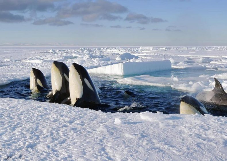 #17. Frozen Planet (tie)