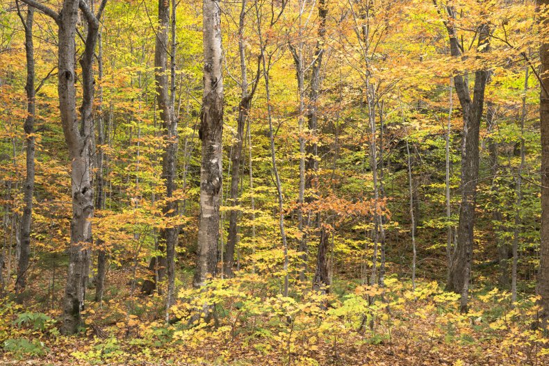 Fall