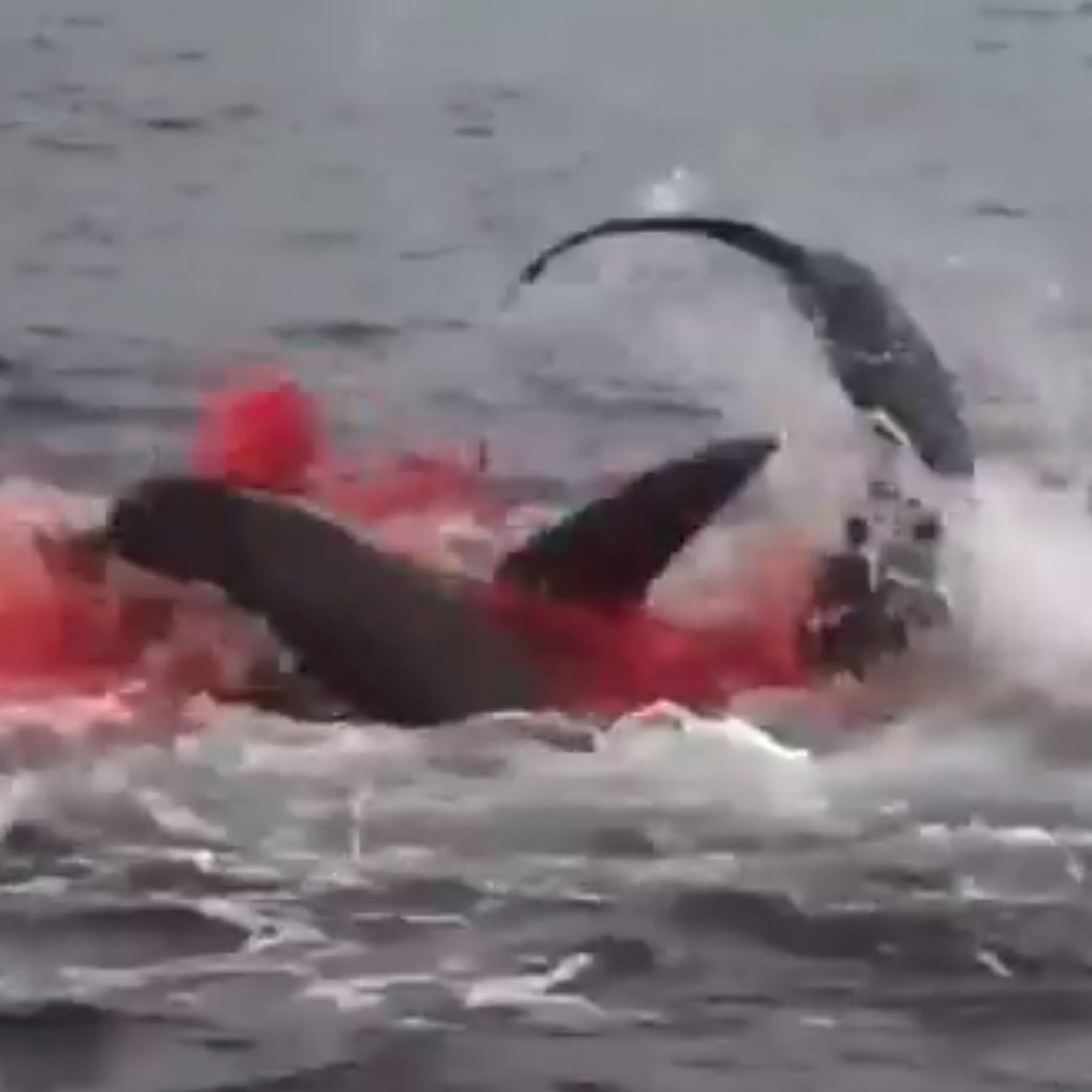 Ocean Turns Red With Blood As Shark Almost Beaches Itself Killing Sea Lion  in Viral Video