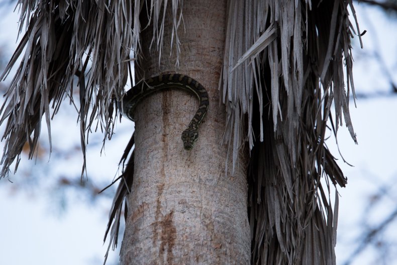 snakes carpet python Brisbane Australia