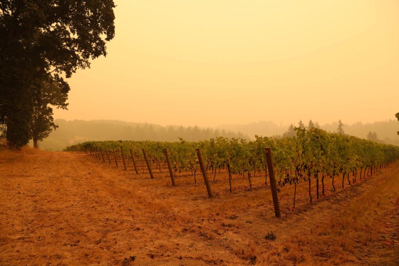 California Wildfires Are Making Wine Taste 'Barbecued'