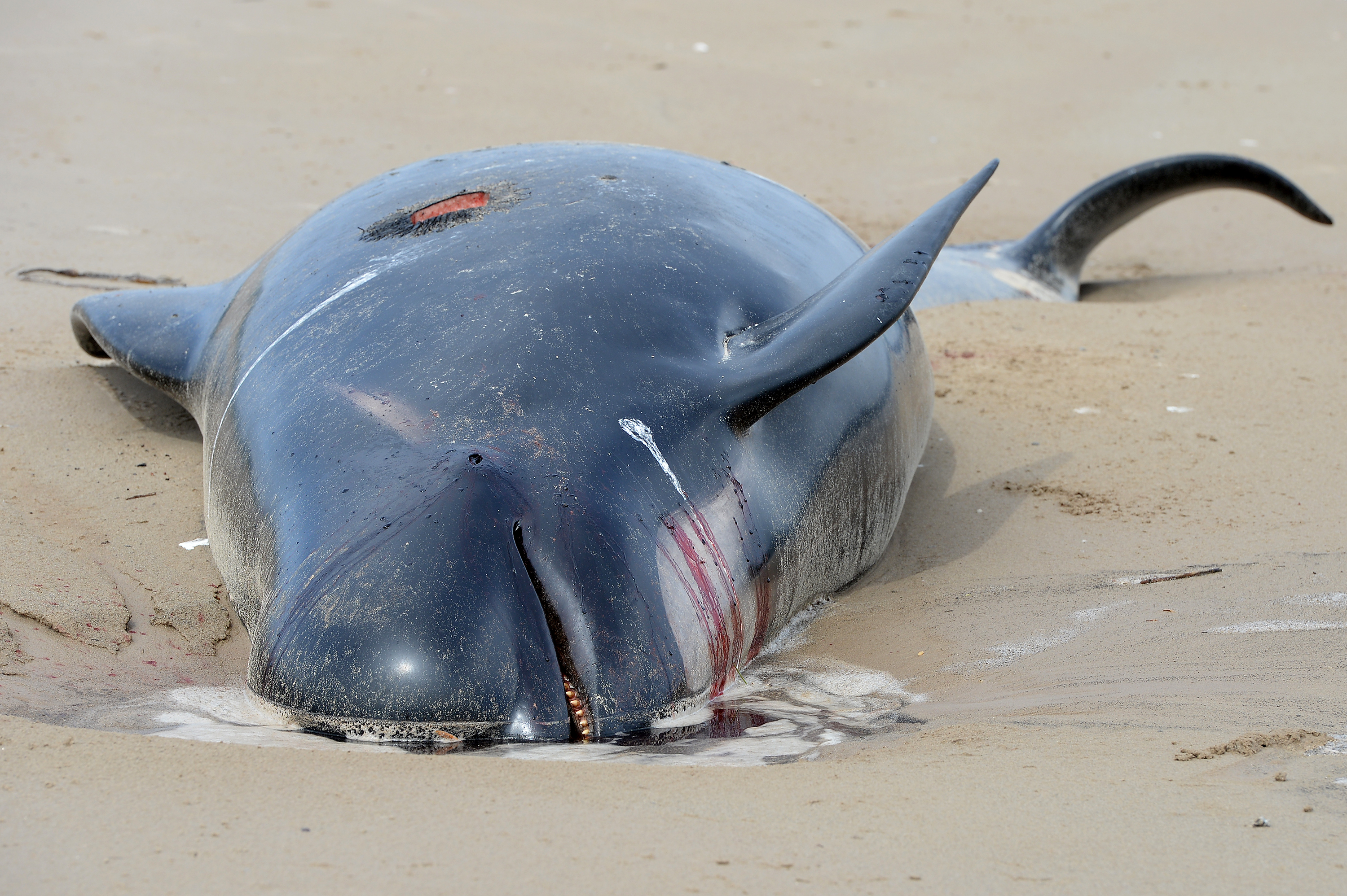 380 whales dead in worst mass stranding in Australia's history, Whales