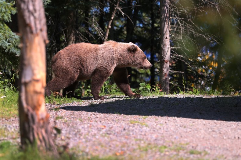 Brown bear Alaska Katmai National Park