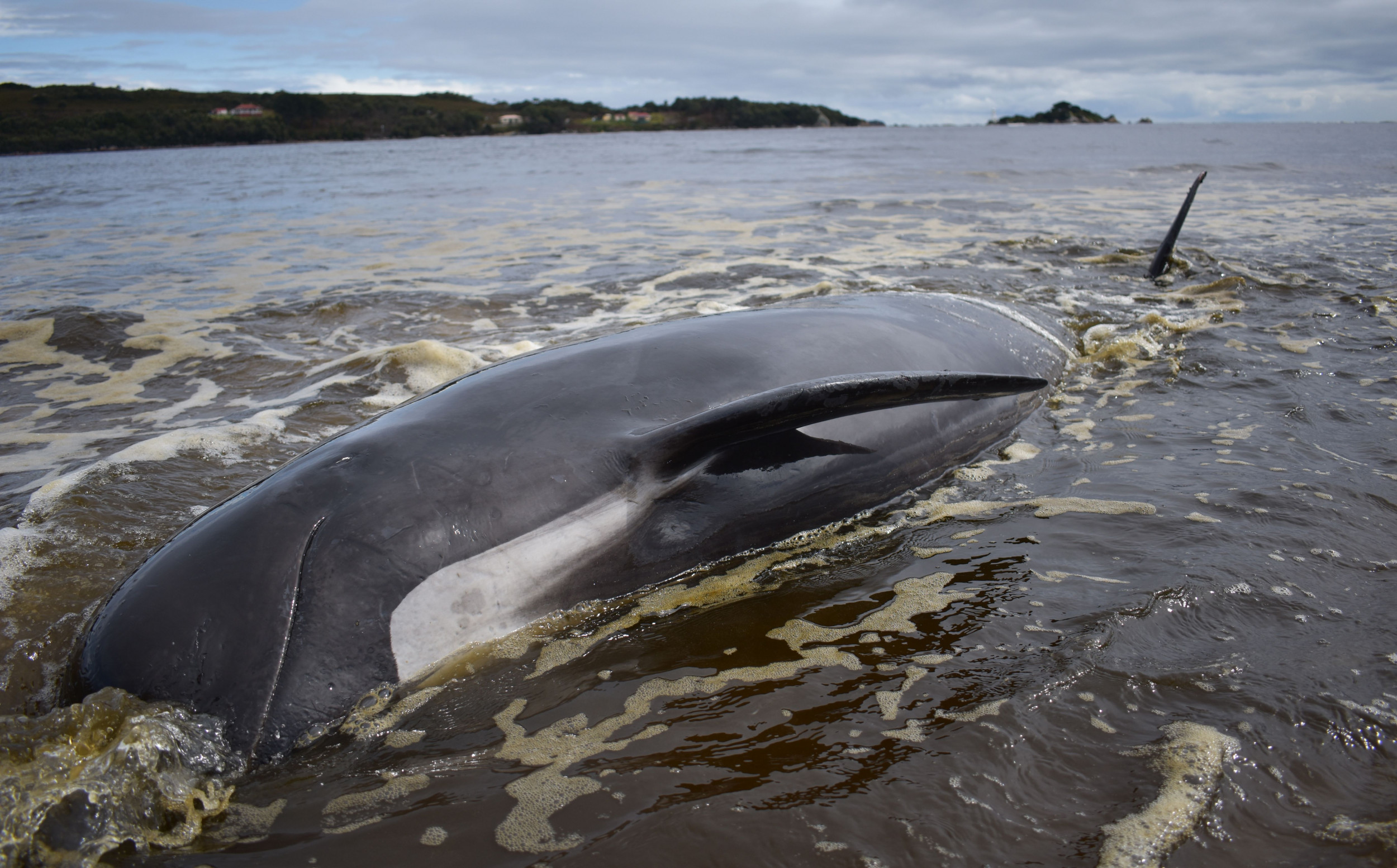Sharks May Start Feasting on Hundreds of Dead Whales in Mass Stranding Off Tasmania, Authorities Warn thumbnail
