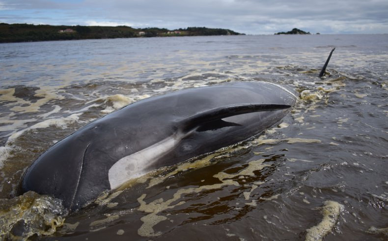 stranded pilot whale
