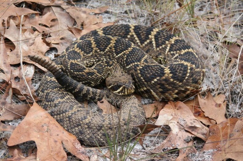 eastern diamondback rattlesnake