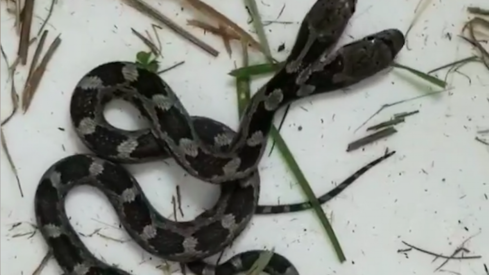 woman finds rare two headed snake