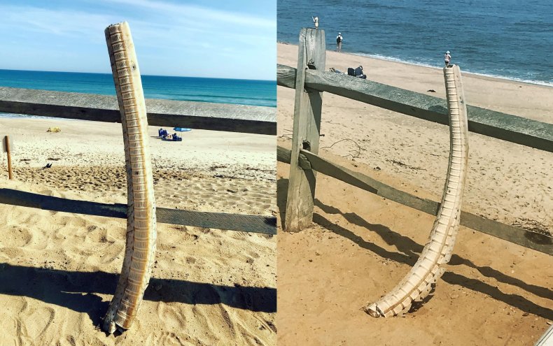 shark spine