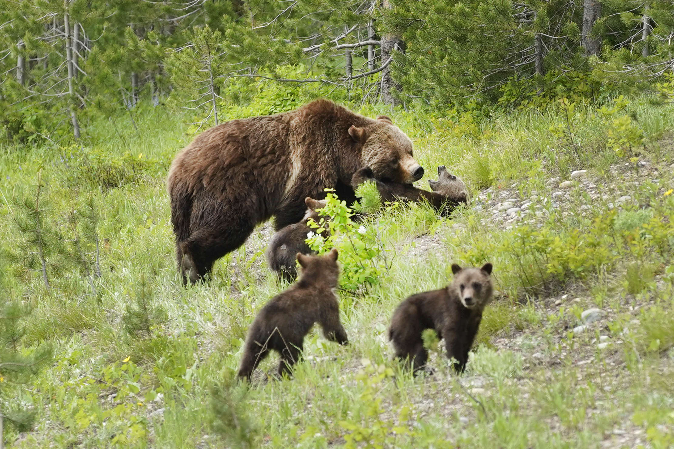 PORTER ポーター GRIZZLY BEAR クマ ベア 新作 www.urbanbug.net